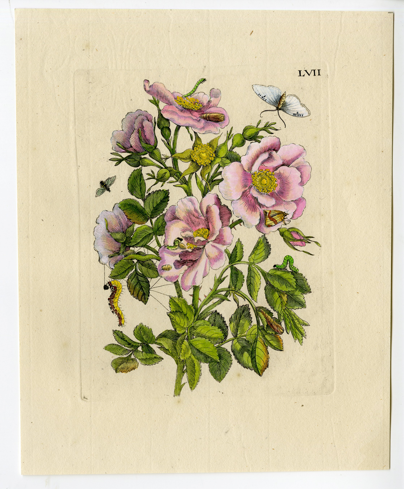 , Antique Print – INSECTS-ROSE-WILD-ROSA-CATERPILLAR-PL.LVII-MERIAN after own design – 1730, Pictura Antique Prints