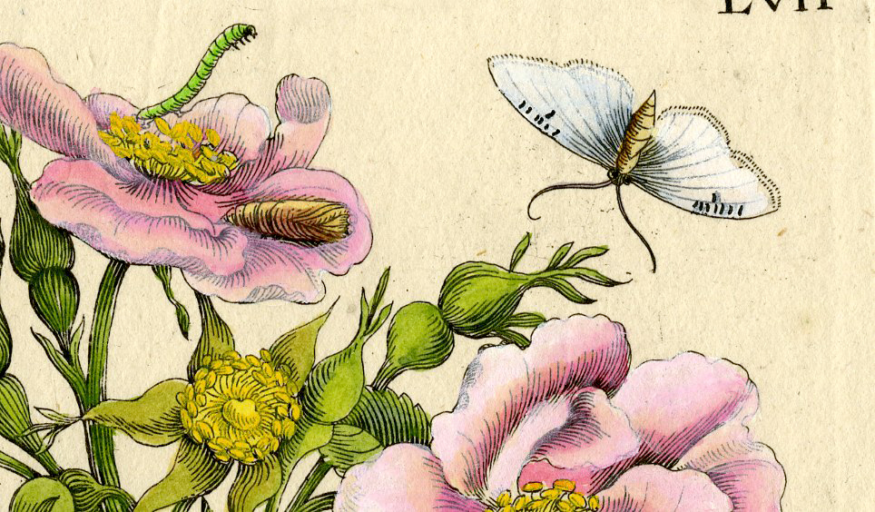 , Antique Print – INSECTS-ROSE-WILD-ROSA-CATERPILLAR-PL.LVII-MERIAN after own design – 1730, Pictura Antique Prints