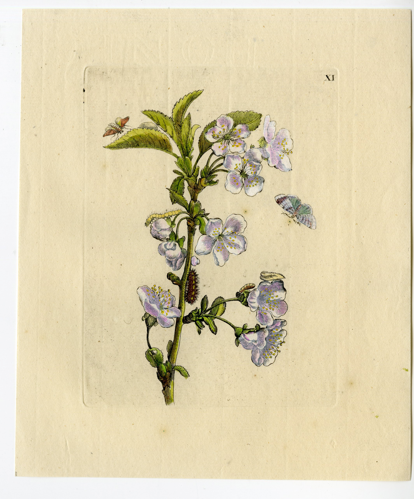 , Antique Print-INSECTS-CHERRY-BLOSSOM-CERASUS-PL.XI-Merian-1730, Pictura Antique Prints
