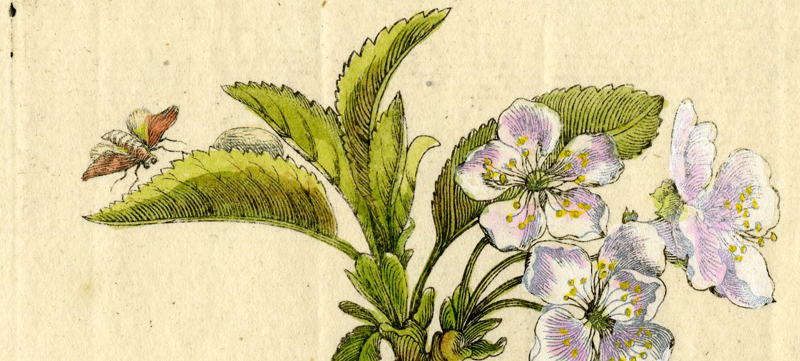 , Antique Print-INSECTS-CHERRY-BLOSSOM-CERASUS-PL.XI-Merian-1730, Pictura Antique Prints