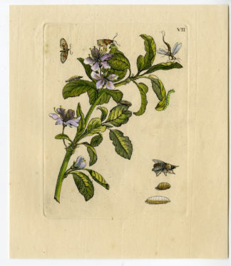 Antique Print-INSECTS-PRUNE BLOSSOM-PRUNUS FLORENS-PL.VII-Merian-1730
