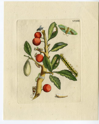 Antique Print-INSECTS-SLOE-PLUM-ACACIA-SLEEDOORN-FRUIT-PL. XXXIII-Merian-1730