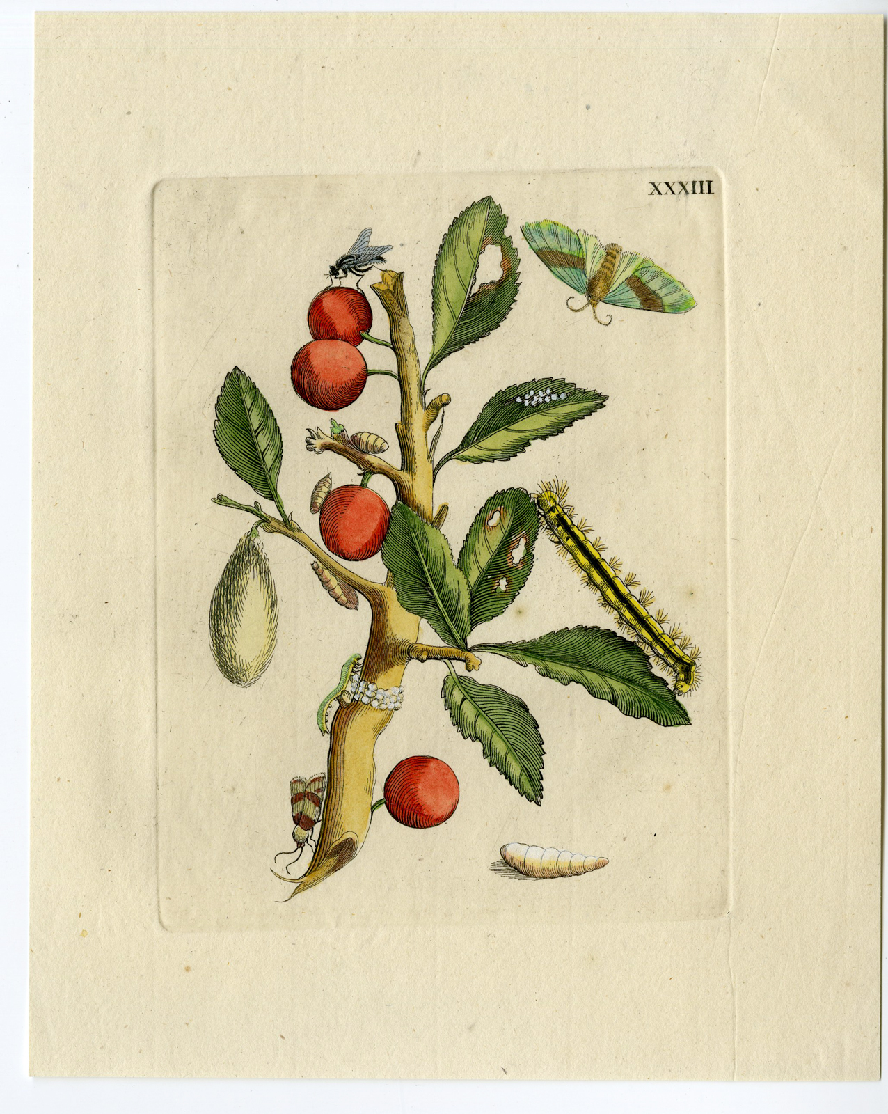 , Antique Print-INSECTS-SLOE-PLUM-ACACIA-SLEEDOORN-FRUIT-PL. XXXIII-Merian-1730, Pictura Antique Prints