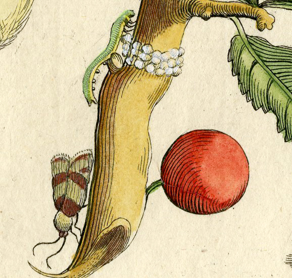 , Antique Print-INSECTS-SLOE-PLUM-ACACIA-SLEEDOORN-FRUIT-PL. XXXIII-Merian-1730, Pictura Antique Prints