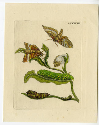 Antique Print-INSECTS-BLACK-WILLOW-LEAF-CATERPILLAR-MOTH-PL.CXXXVIII-Merian-1730