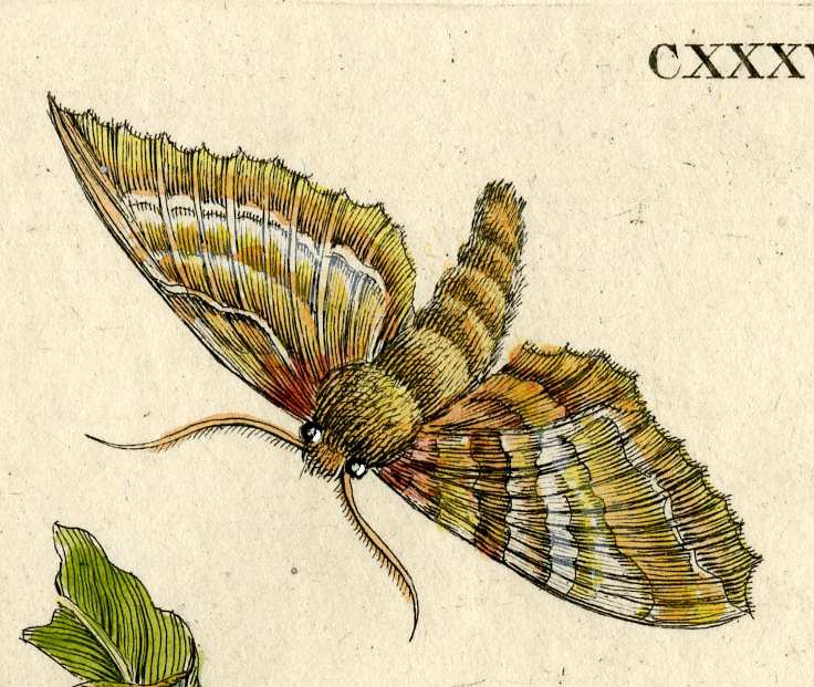, Antique Print-INSECTS-BLACK-WILLOW-LEAF-CATERPILLAR-MOTH-PL.CXXXVIII-Merian-1730, Pictura Antique Prints