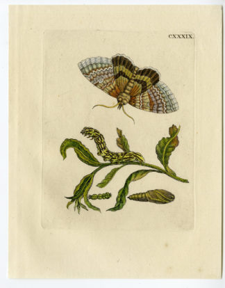 Antique Print-INSECTS-WILLOW-BUTTERFLY-CATERPILLAR-PL.CXXXIX-Merian-1730