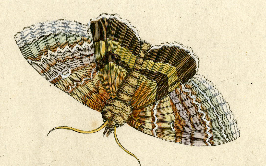Pcorc 0162 416x260 Antique Print-INSECTS-WILLOW-BUTTERFLY-CATERPILLAR-PL.CXXXIX-Merian-1730 - Image 2