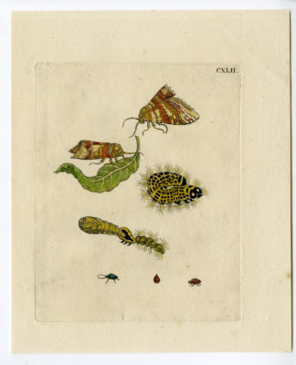 Antique Print-INSECTS-LEAF-BUTTERFLY-CATERPILLAR-PL.CXLII-Merian-1730