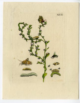 Antique Print-INSECTS-GROTE WEEGBREE-BROADLEAF PLANTAIN-PL.XCIII-Merian-1730