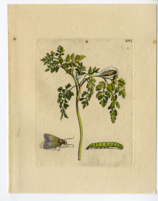 Antique Print-INSECTS-CHERVIL-CEREFOLIUM-SPICE-PL.XVI-Merian-1730