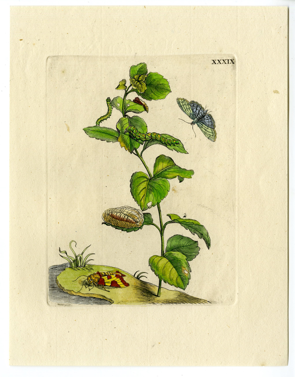, Antique Print – INSECTS-MENTHA-MINT-MUNT-HERB-PL. XXXIX-MERIAN after own design – 1730, Pictura Antique Prints