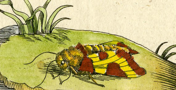 , Antique Print – INSECTS-MENTHA-MINT-MUNT-HERB-PL. XXXIX-MERIAN after own design – 1730, Pictura Antique Prints