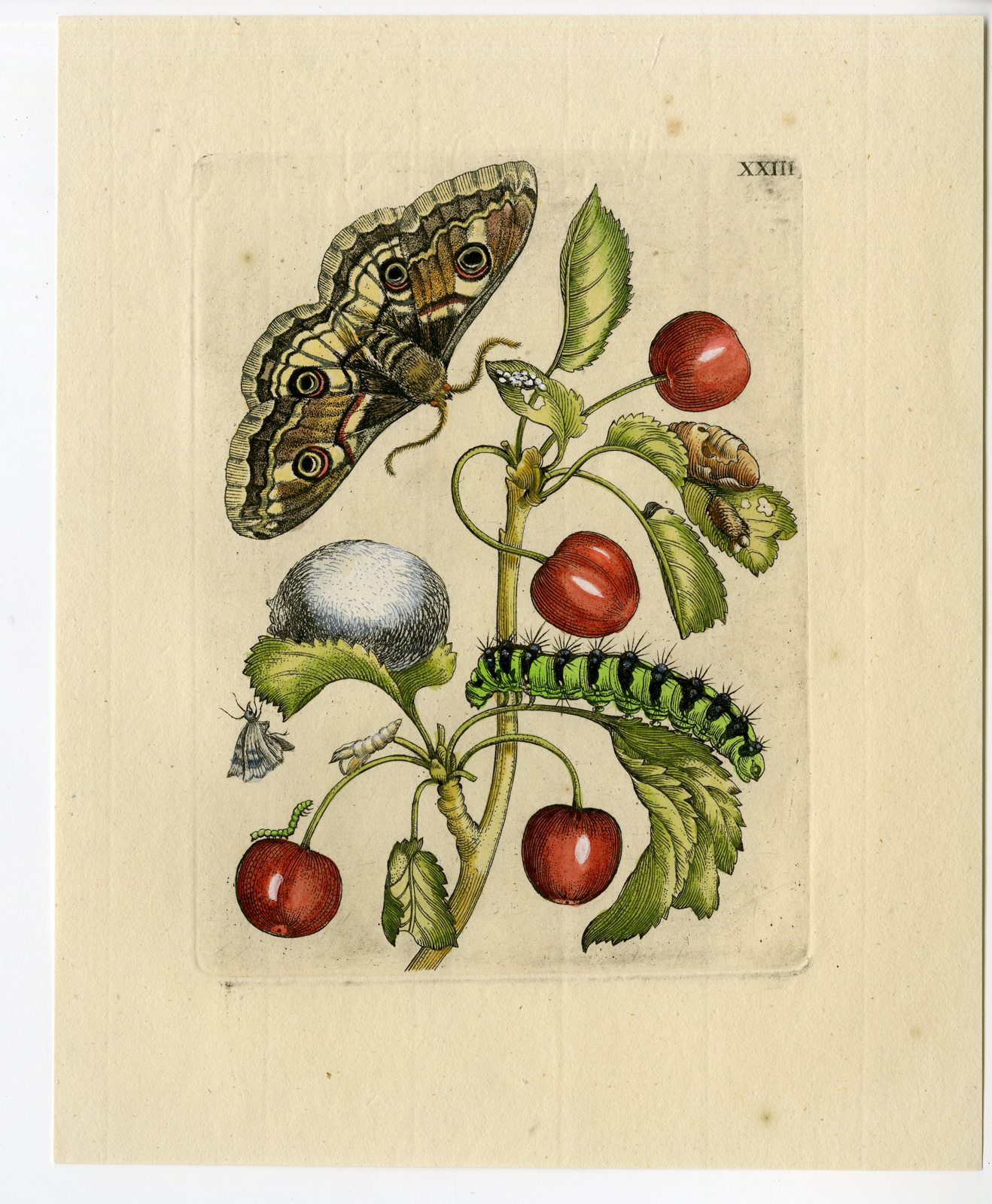 , Antique Print-INSECTS-CHERRY-KRIEK-CERASUS-MOTH-BUTTERFLY-PL.XXIII-Merian-1730, Pictura Antique Prints