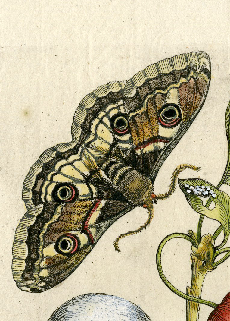 , Antique Print-INSECTS-CHERRY-KRIEK-CERASUS-MOTH-BUTTERFLY-PL.XXIII-Merian-1730, Pictura Antique Prints