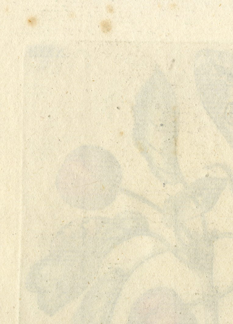 , Antique Print-INSECTS-CHERRY-KRIEK-CERASUS-MOTH-BUTTERFLY-PL.XXIII-Merian-1730, Pictura Antique Prints