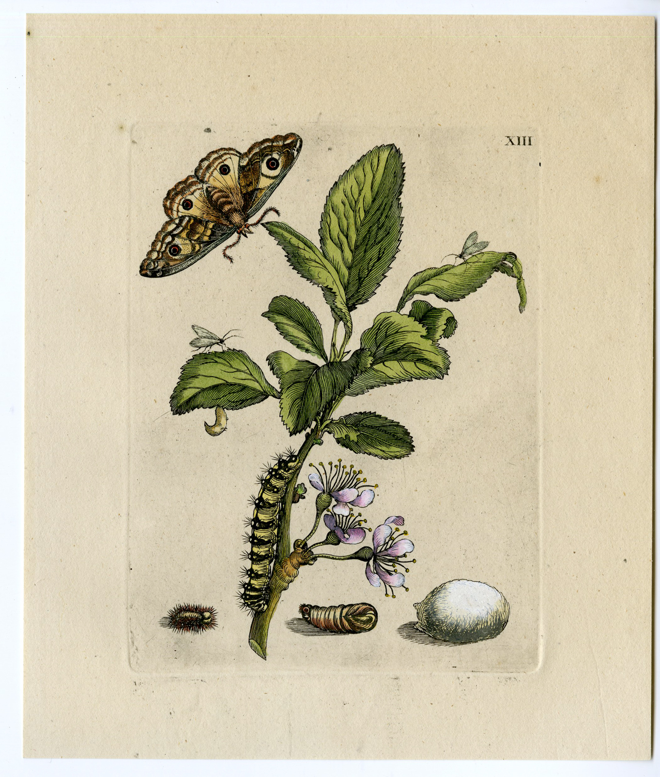 , Antique Print-INSECTS-DAMASCENE-PLUM-PRUNAE-PL.XIII-Merian-1730, Pictura Antique Prints