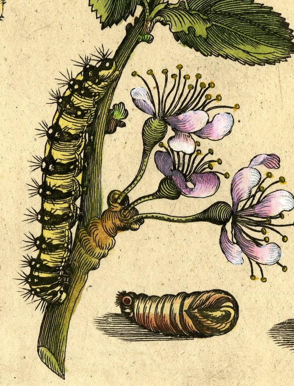 , Antique Print-INSECTS-DAMASCENE-PLUM-PRUNAE-PL.XIII-Merian-1730, Pictura Antique Prints