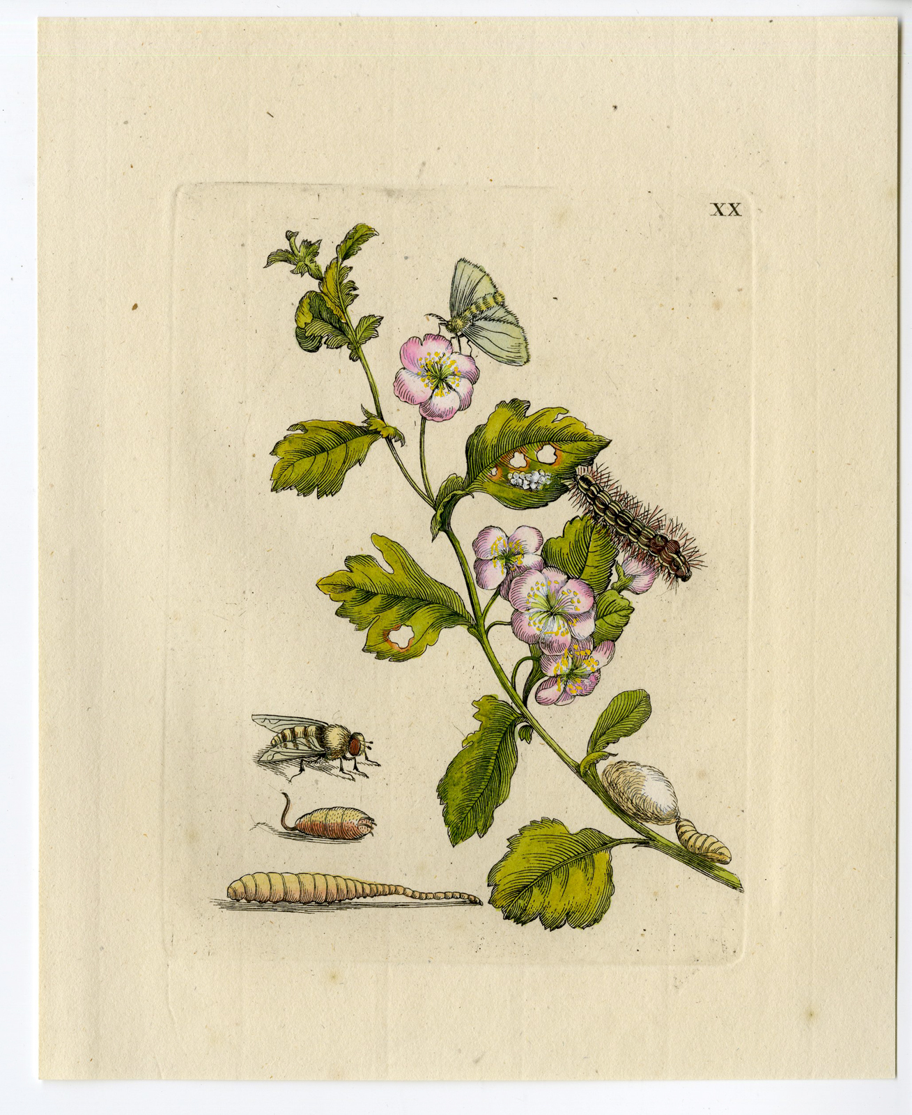 , Antique Print-INSECTS-HAWTHORN-THORNAPPLE-HAWBERRY-FLOWER-PL. XX-Merian-1730, Pictura Antique Prints