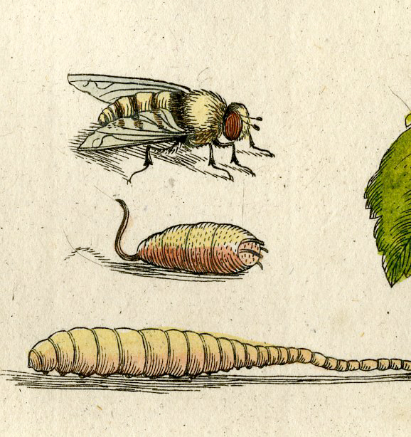 , Antique Print-INSECTS-HAWTHORN-THORNAPPLE-HAWBERRY-FLOWER-PL. XX-Merian-1730, Pictura Antique Prints
