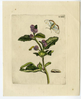 Antique Print-INSECTS-BURDOCK-LAPPA-BEGGAR'S BUTTONS-PL.LXIII-Merian-1730