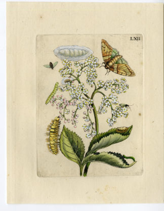 Antique Print-INSECTS-BURDOCK-LAPPA-BEGGAR'S BUTTONS-PL.LXII-Merian-1730