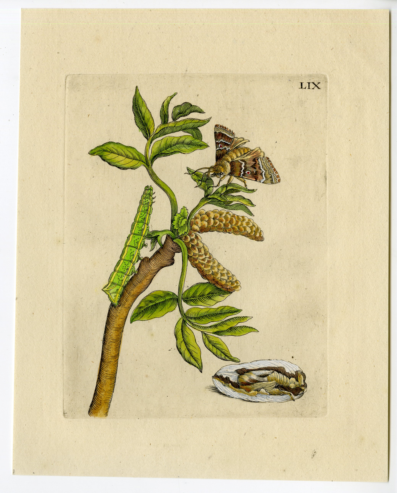 , Antique Print-INSECTS-OKKERNOOT-WALNUT-ENGLISH-PL. LIX-Merian-1730, Pictura Antique Prints