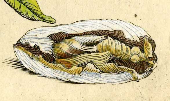 , Antique Print-INSECTS-OKKERNOOT-WALNUT-ENGLISH-PL. LIX-Merian-1730, Pictura Antique Prints