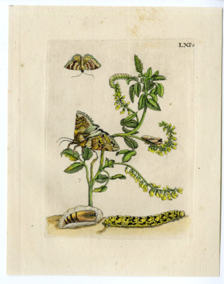 Antique Print-INSECTS-MELILOT-SWEET CLOVER-STEENKLAVER-PL.LXIV-Merian-1730