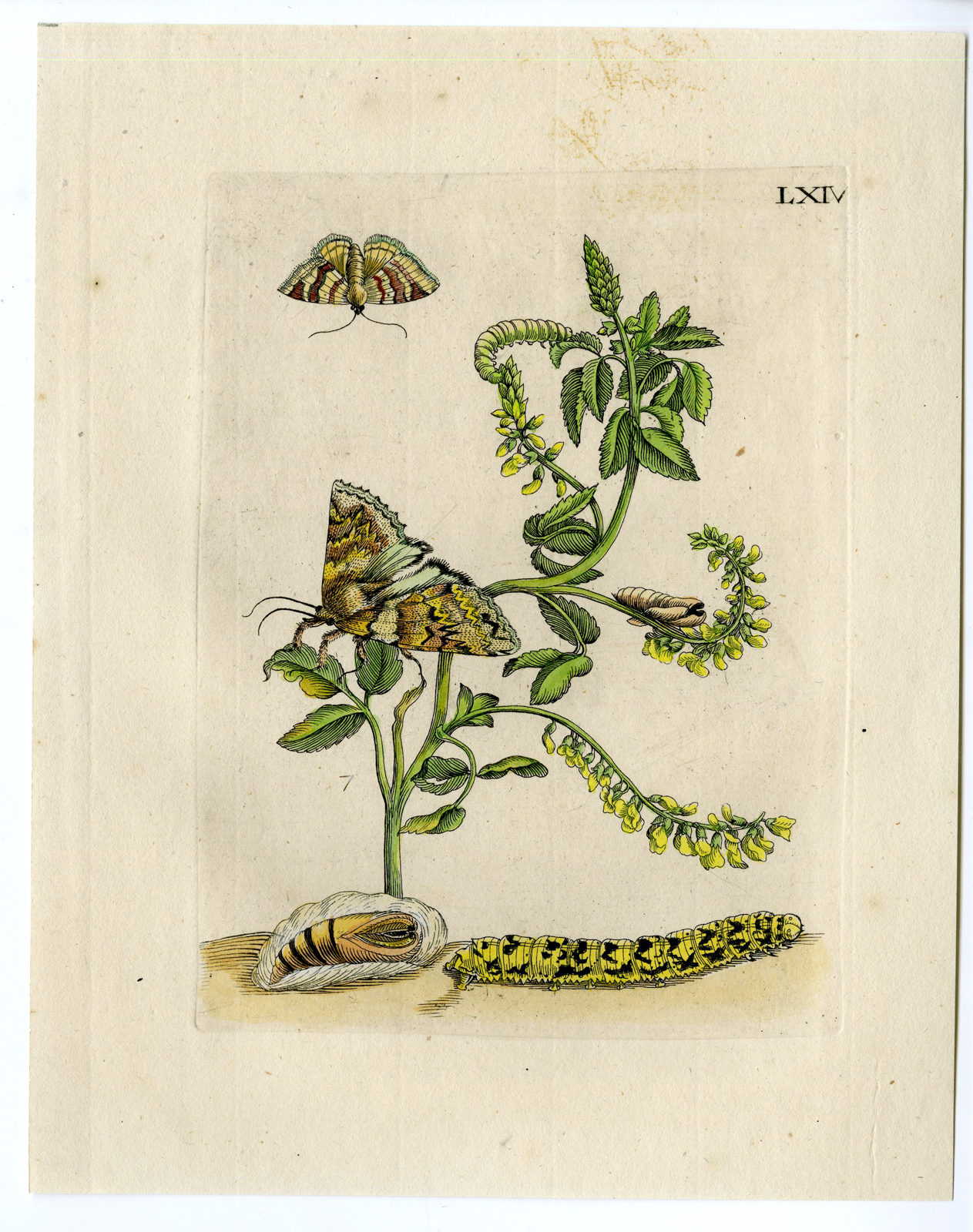 , Antique Print-INSECTS-MELILOT-SWEET CLOVER-STEENKLAVER-PL.LXIV-Merian-1730, Pictura Antique Prints