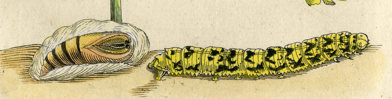 , Antique Print-INSECTS-MELILOT-SWEET CLOVER-STEENKLAVER-PL.LXIV-Merian-1730, Pictura Antique Prints