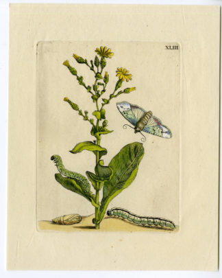 Antique Print-INSECTS-WILD-LETTUCE-PL.XLIII-Merian-1730