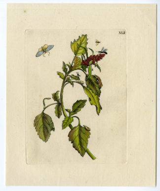 Antique Print-INSECTS-MOLTEN-ATRIPLEX-FLOWER-FLY-PL. XLI-Merian-1730