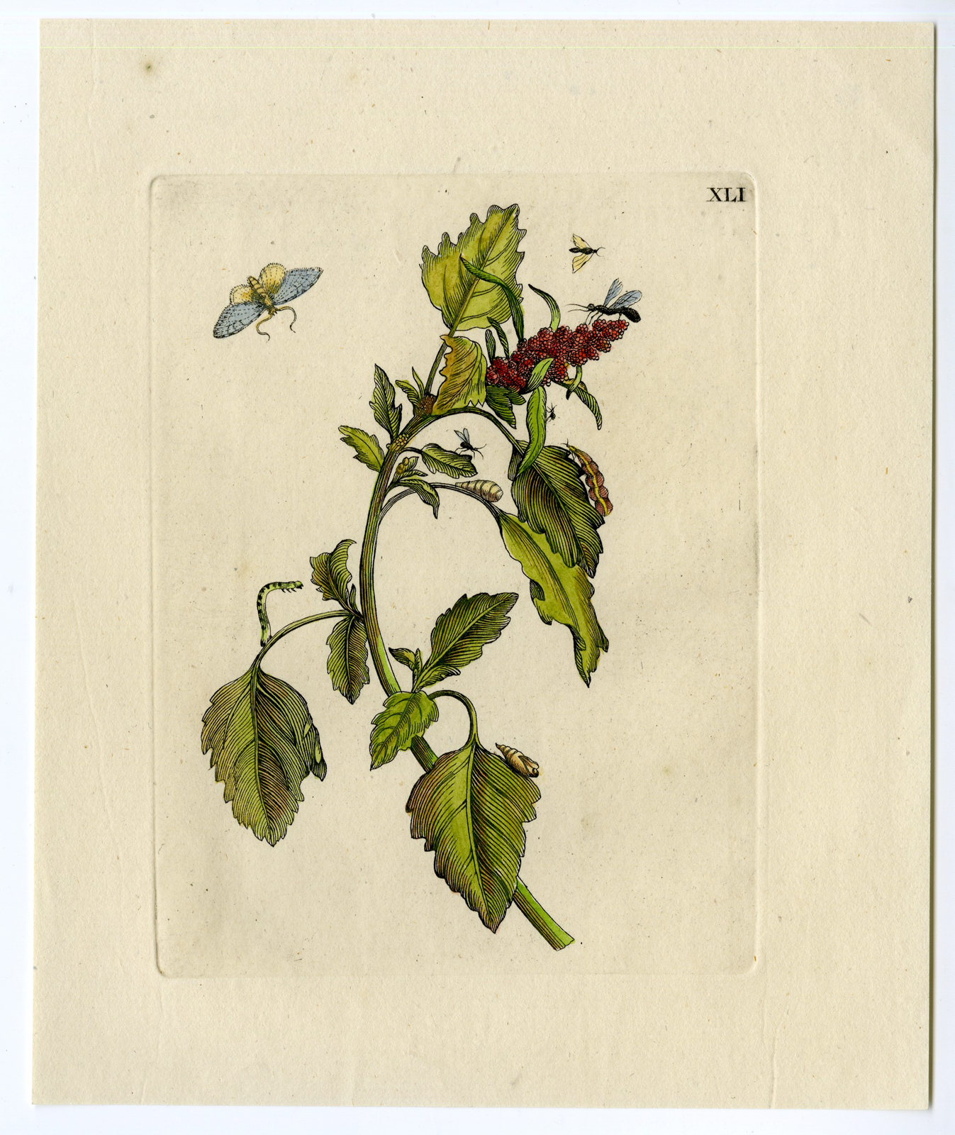 , Antique Print-INSECTS-MOLTEN-ATRIPLEX-FLOWER-FLY-PL. XLI-Merian-1730, Pictura Antique Prints