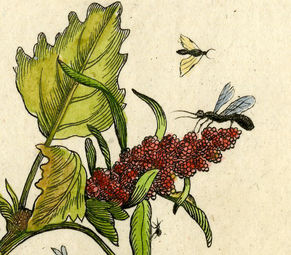 , Antique Print-INSECTS-MOLTEN-ATRIPLEX-FLOWER-FLY-PL. XLI-Merian-1730, Pictura Antique Prints