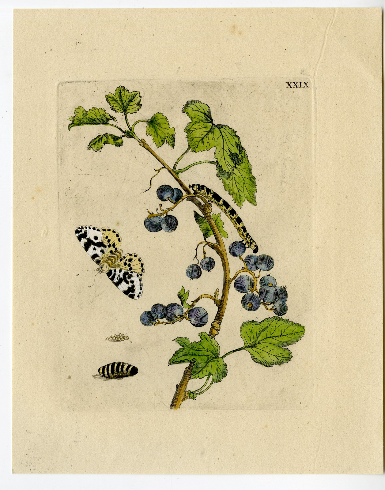 , Antique Print-INSECTS-WHITE-CURRANT-BERRY-GROSSULARIA-PL.XXIX-Merian-1730, Pictura Antique Prints