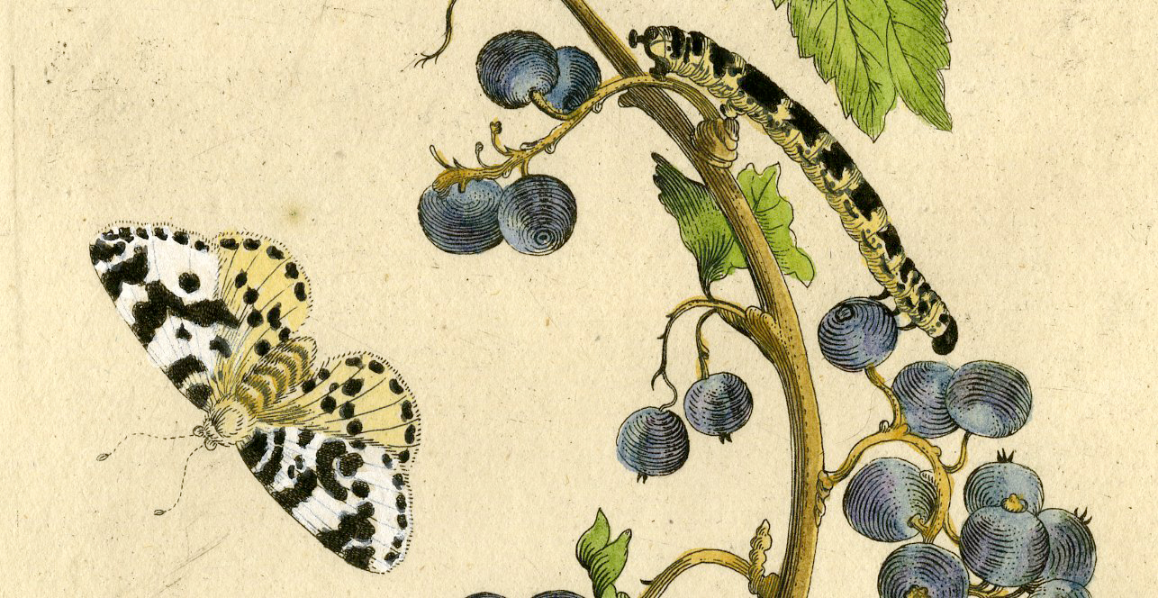 , Antique Print-INSECTS-WHITE-CURRANT-BERRY-GROSSULARIA-PL.XXIX-Merian-1730, Pictura Antique Prints