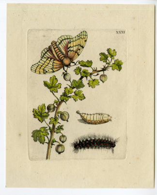 Antique Print-INSECTS-SMALL-GOOSEBERRY-GROSSULARIA-ALBA-PL. XXXI-Merian-1730