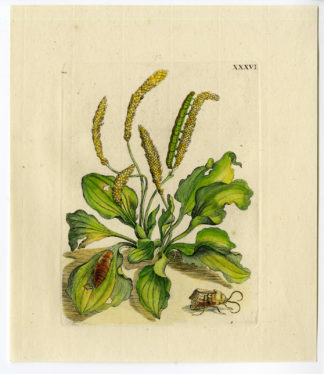 Antique Print-INSECTS-BROADLEAF-GREATER-PLANTAIN-PLANTAGO-PL. XXXVI-Merian-1730