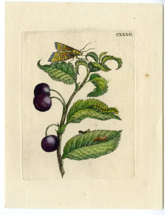 Antique Print-INSECTS-MORELLO-CHERRY-LEAF-MOTH-CATERPILLAR-PL.CXXXII-Merian-1730