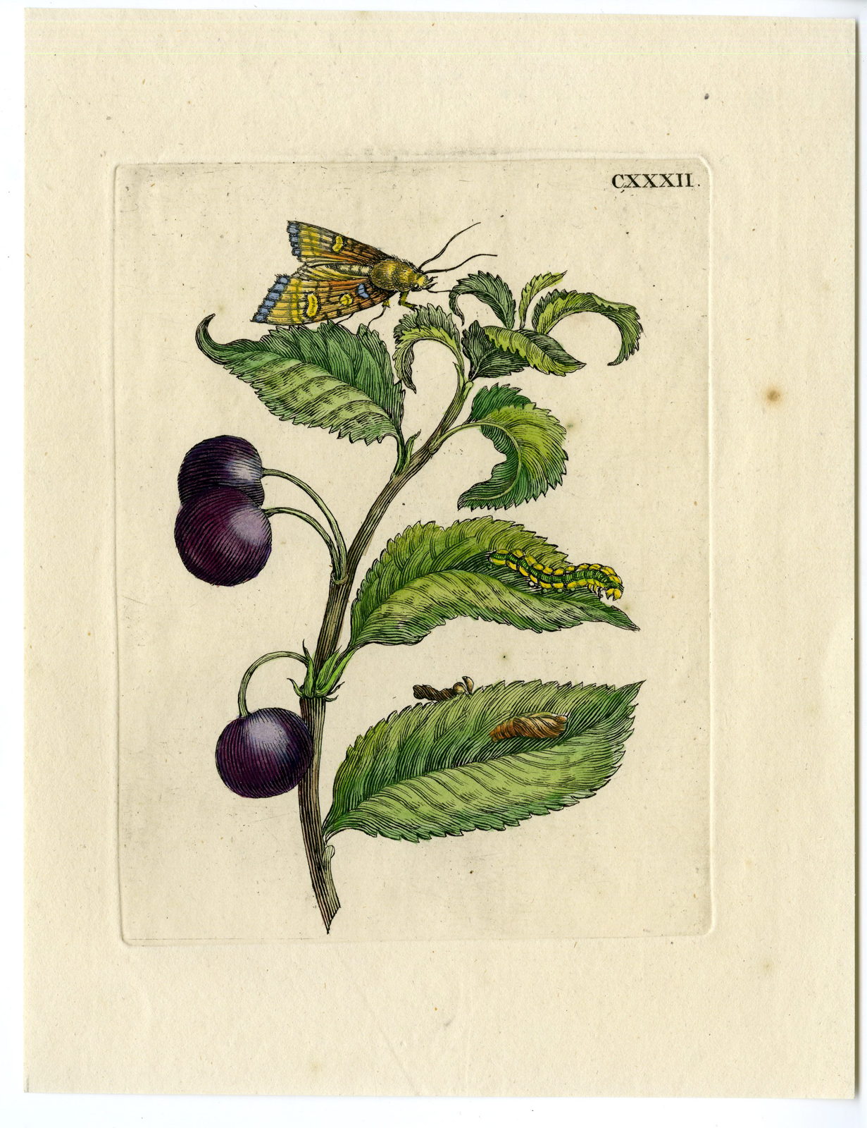 , Antique Print-INSECTS-MORELLO-CHERRY-LEAF-MOTH-CATERPILLAR-PL.CXXXII-Merian-1730, Pictura Antique Prints
