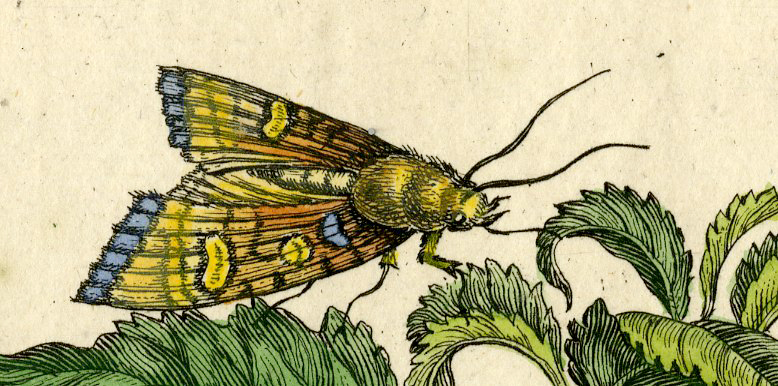, Antique Print-INSECTS-MORELLO-CHERRY-LEAF-MOTH-CATERPILLAR-PL.CXXXII-Merian-1730, Pictura Antique Prints