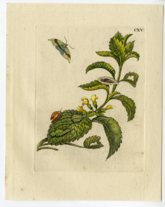 Antique Print-INSECTS-BALM-MELISSA-CATERPILLAR-MOTH-PL. CXV-Merian-1730
