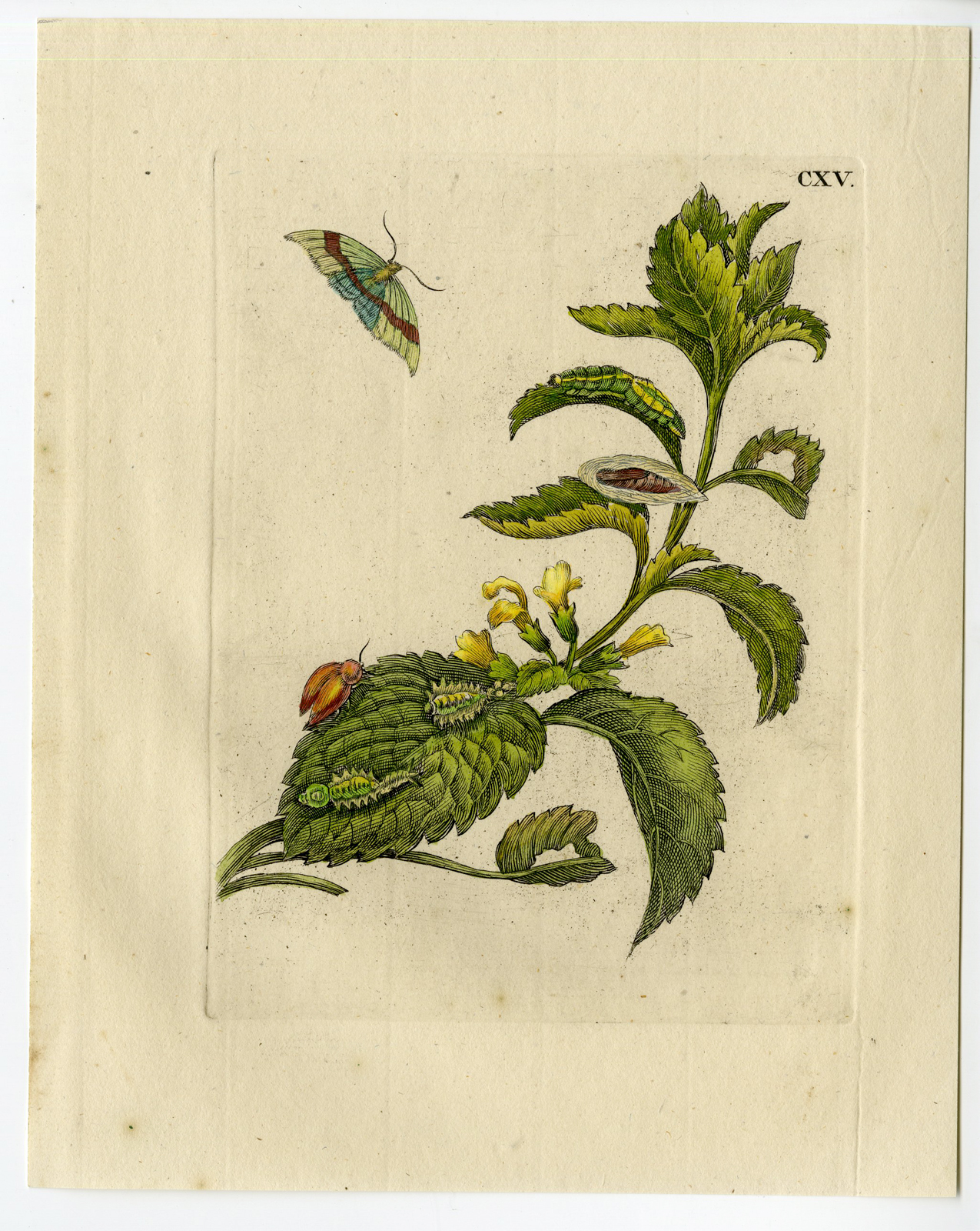, Antique Print-INSECTS-BALM-MELISSA-CATERPILLAR-MOTH-PL. CXV-Merian-1730, Pictura Antique Prints