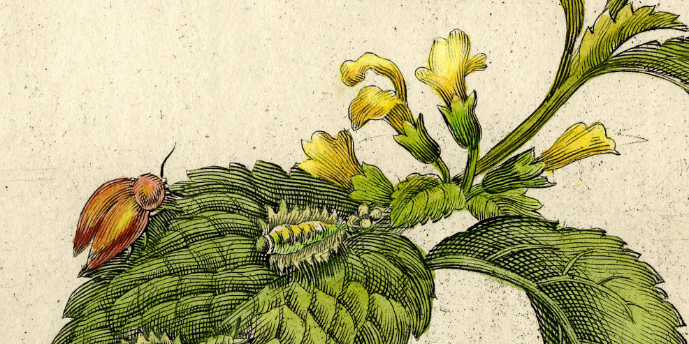 , Antique Print-INSECTS-BALM-MELISSA-CATERPILLAR-MOTH-PL. CXV-Merian-1730, Pictura Antique Prints