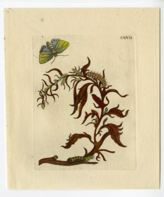 Antique Print-INSECTS-MELDE-ATRIPLEX-SALTBUSH-ORACHE-PL. CXVII-Merian-1730