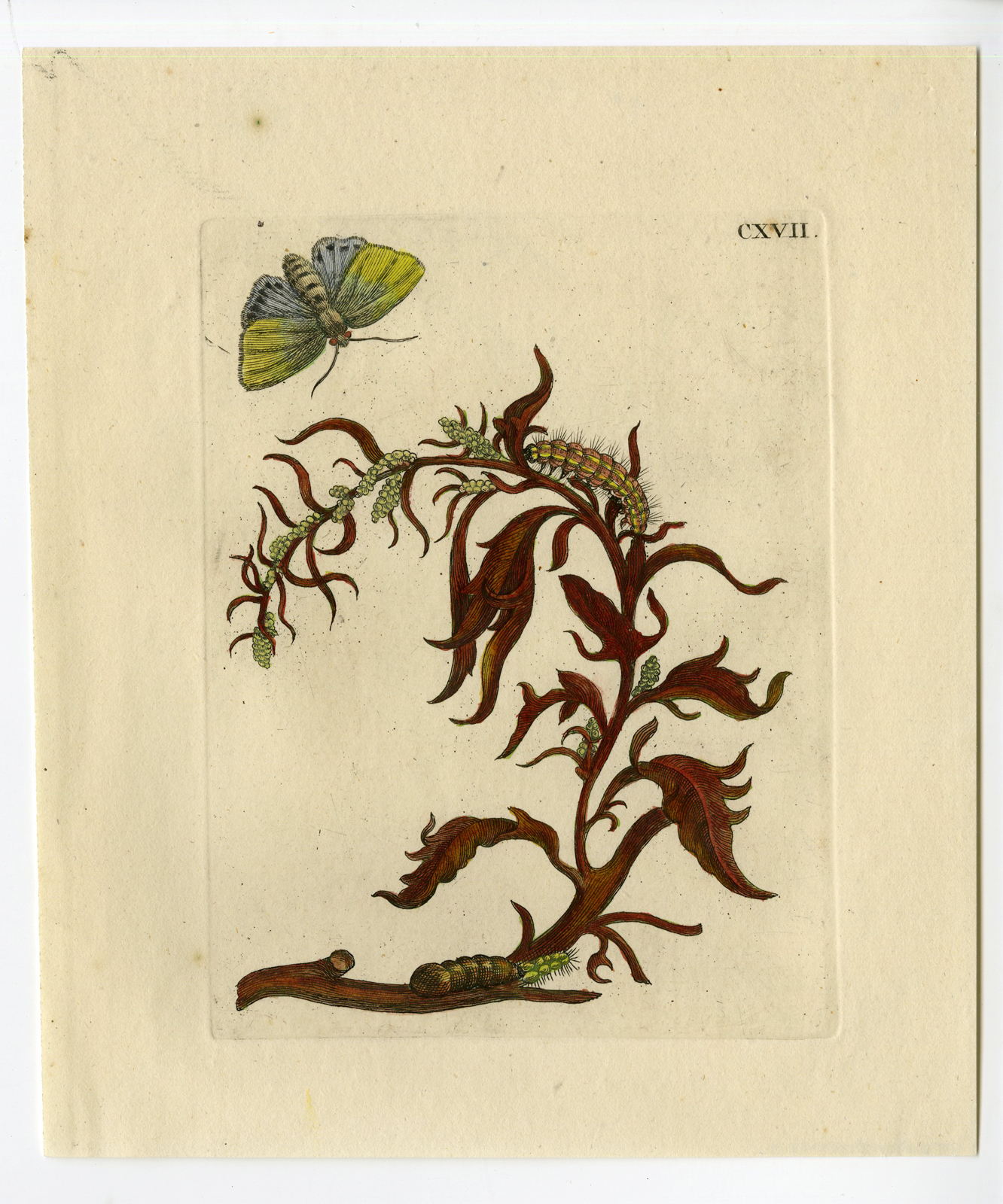 , Antique Print-INSECTS-MELDE-ATRIPLEX-SALTBUSH-ORACHE-PL. CXVII-Merian-1730, Pictura Antique Prints
