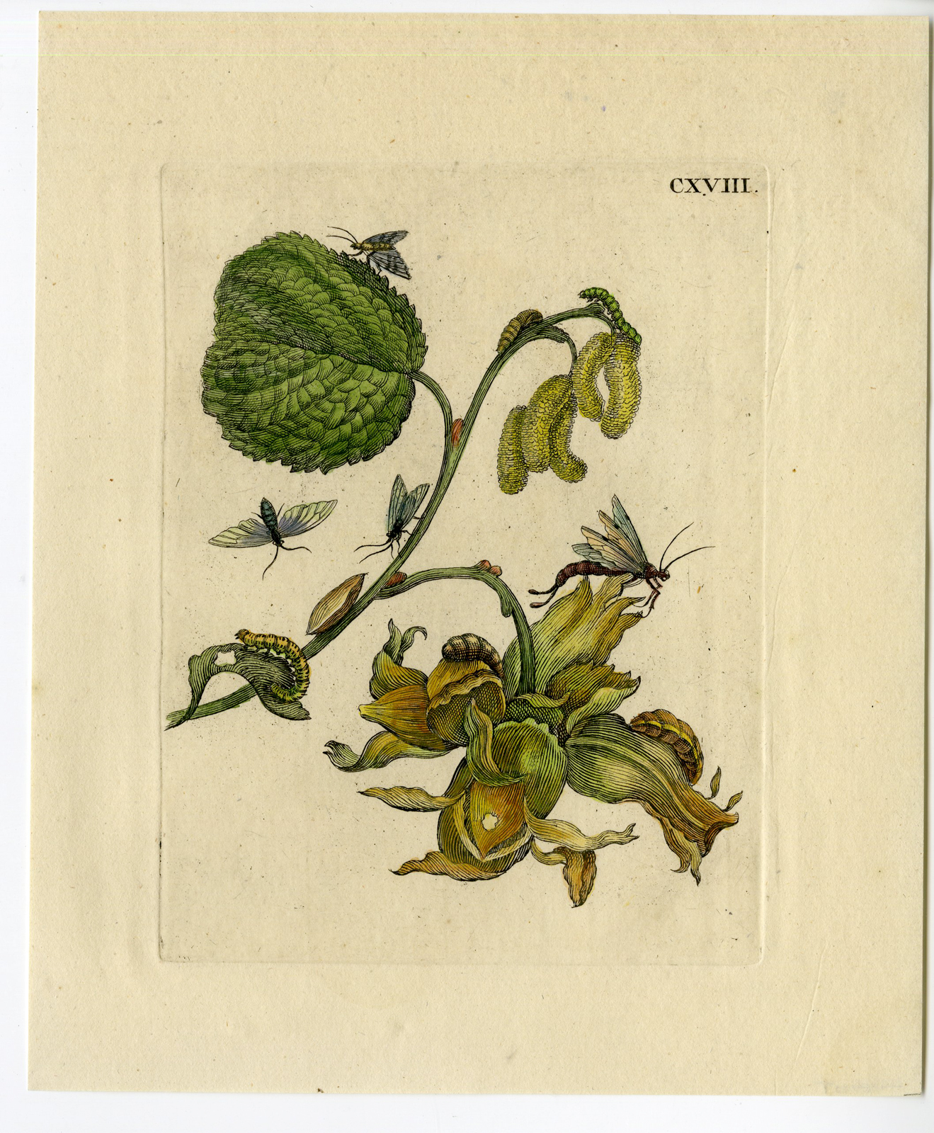 , Antique Print-INSECTS-HAZEL-TREE-NUT-FLOWER-MOTH-PL. CXVIII-Merian-1730, Pictura Antique Prints