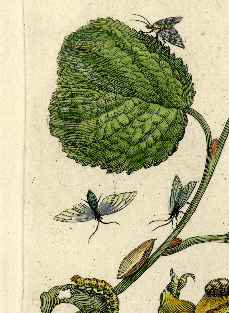 , Antique Print-INSECTS-HAZEL-TREE-NUT-FLOWER-MOTH-PL. CXVIII-Merian-1730, Pictura Antique Prints