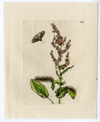 Antique Print-INSECTS-COMMON-SORREL-ZURING-RUMEX-PL. XC-Merian-1730
